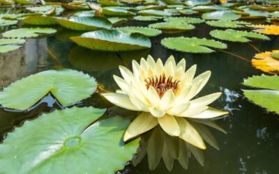 Evasion florale aux Jardins des Martels